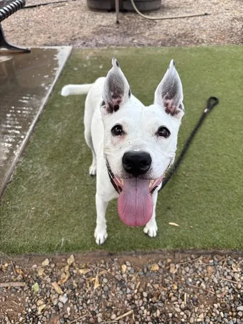 An adult large-sized female Australian Cattle Dog / Blue Heeler dog named Ruth for adoption in Mesa, AZ