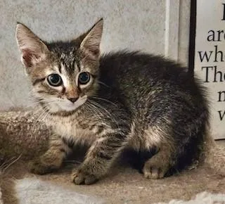A young medium-sized female Tabby (Buff / Tan / Fawn) Domestic Short Hair cat named Biscuit for adoption in Noble, OK
