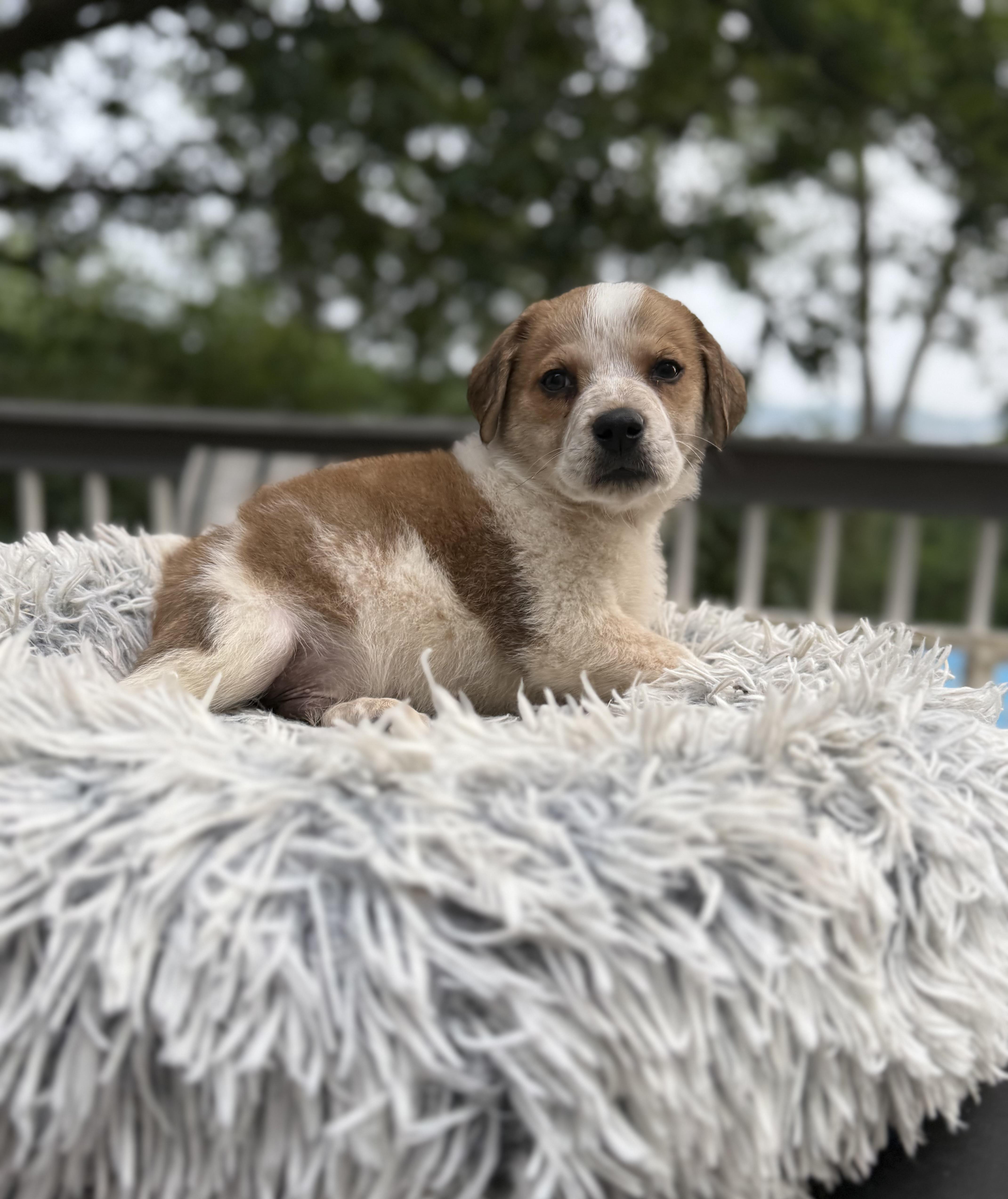 A baby medium-sized male Apricot / Beige Beagle dog named Dallas for adoption in White Lake, MI