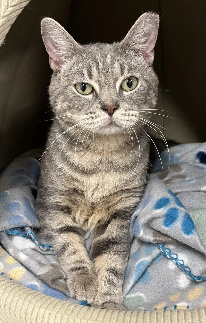 A young large-sized male Tabby (Gray / Blue / Silver) Domestic Short Hair cat named Chief for adoption in Harrison, NY