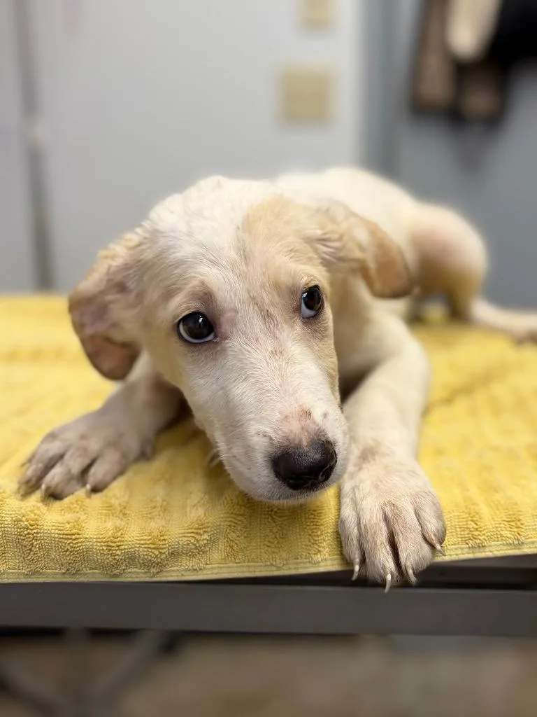 A baby large-sized female Mixed Breed dog named Rangoon for adoption in Lockhart, TX