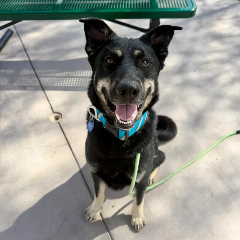 An adult medium-sized male Black Shepherd dog named Sun Bear for adoption in Apache Junction, AZ