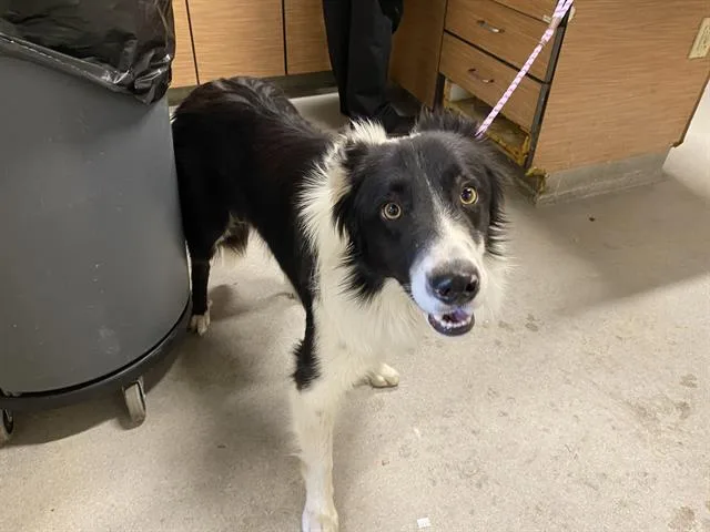 A young medium-sized male Border Collie dog named Oreo for adoption in Modesto, CA