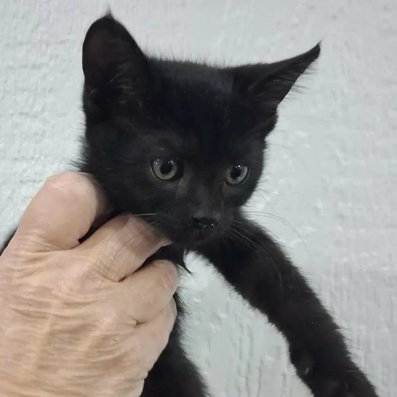 A baby small-sized male Black Domestic Short Hair cat named Louis for adoption in Lakewood, CO