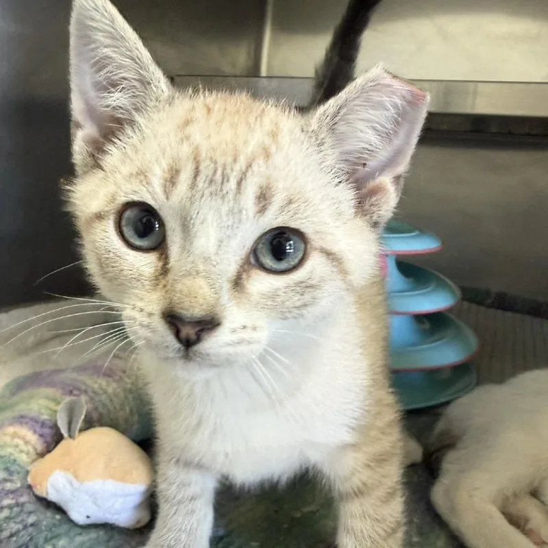 A baby small-sized male Gray / Blue / Silver Domestic Short Hair cat named Scooby for adoption in Fort Bragg, CA