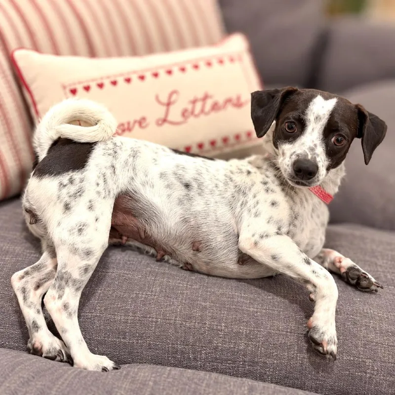 An adult small-sized female Rat Terrier dog named Gia for adoption in Boerne, TX