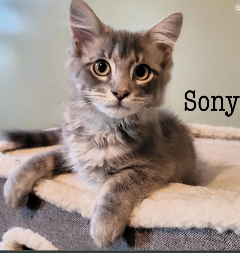 A baby medium-sized female Domestic Short Hair cat named Sony for adoption in Rochester, NY