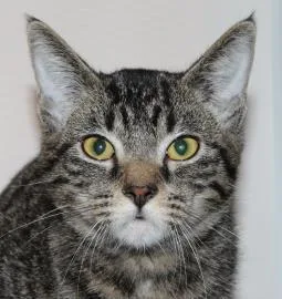 A senior medium-sized female Domestic Short Hair cat named Zsa Zsa for adoption in Venice, FL
