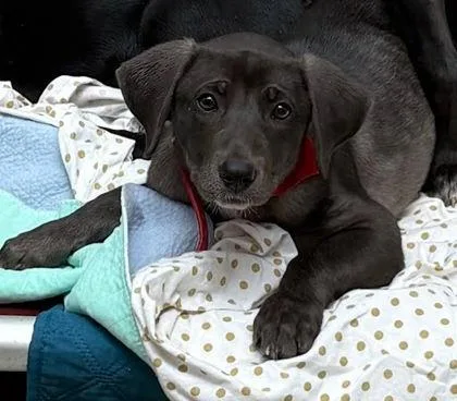 A baby small-sized female Labrador Retriever dog named Willow for adoption in Washington, DC