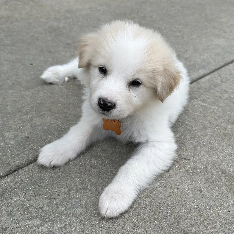 A baby large-sized male White / Cream Great Pyrenees dog named Gouda for adoption in Normal, IL