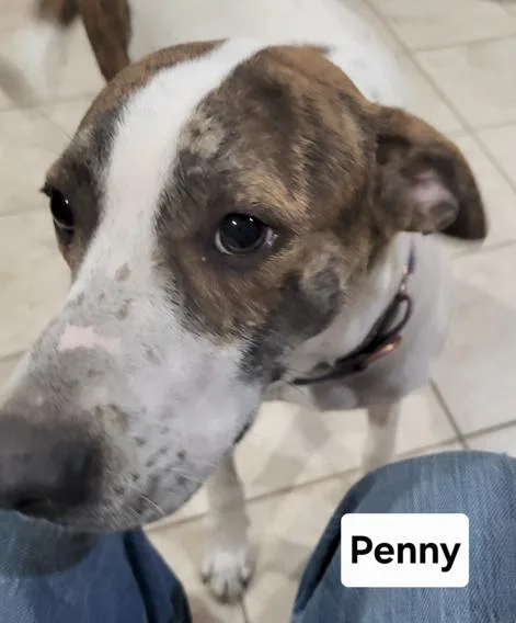 Deputy Dawgs: Penny
