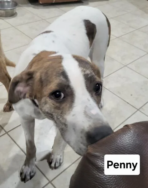 Deputy Dawgs: Penny thumbnail 2