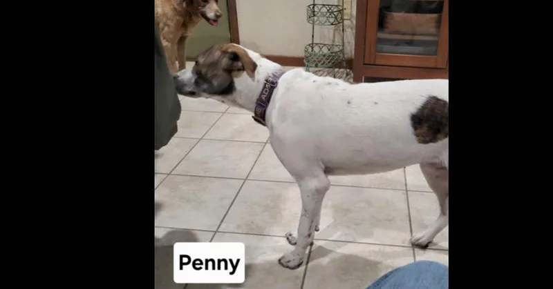 Deputy Dawgs: Penny thumbnail 3