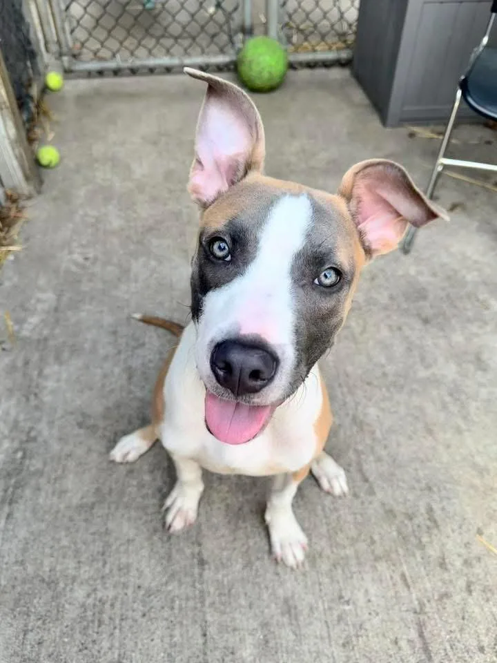 A young medium-sized male Pit Bull Terrier dog named Seymour for adoption in Chicago, IL