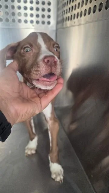A baby large-sized male Pit Bull Terrier dog named Jack for adoption in Mesa, AZ