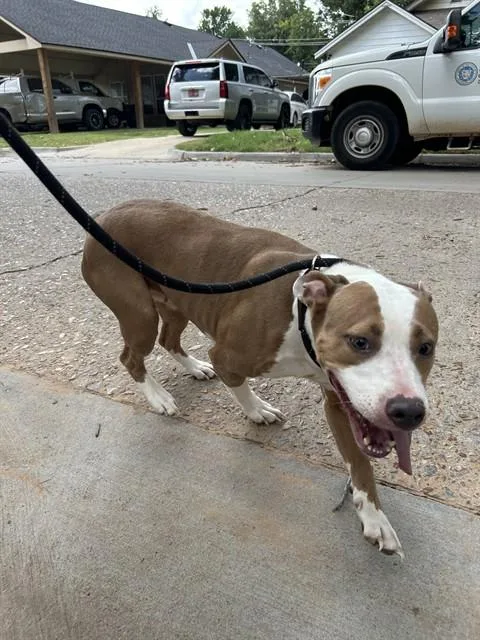 A young medium-sized female Pit Bull Terrier dog named Nimway for adoption in Oklahoma City, OK