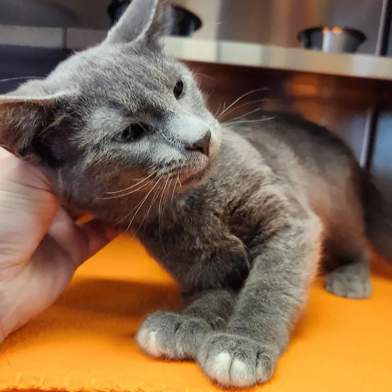 A baby medium-sized male Gray / Blue / Silver Domestic Short Hair cat named Singapore for adoption in Liberty, MO