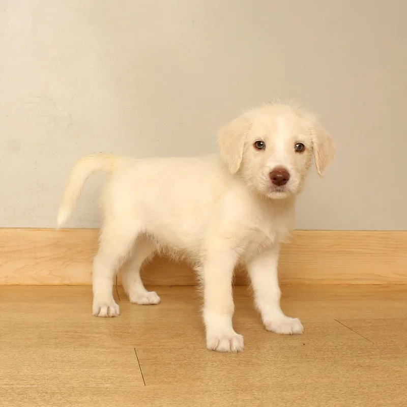 A baby medium-sized male White / Cream Airedale Terrier dog named Kadillac D for adoption in Minnetonka, MN