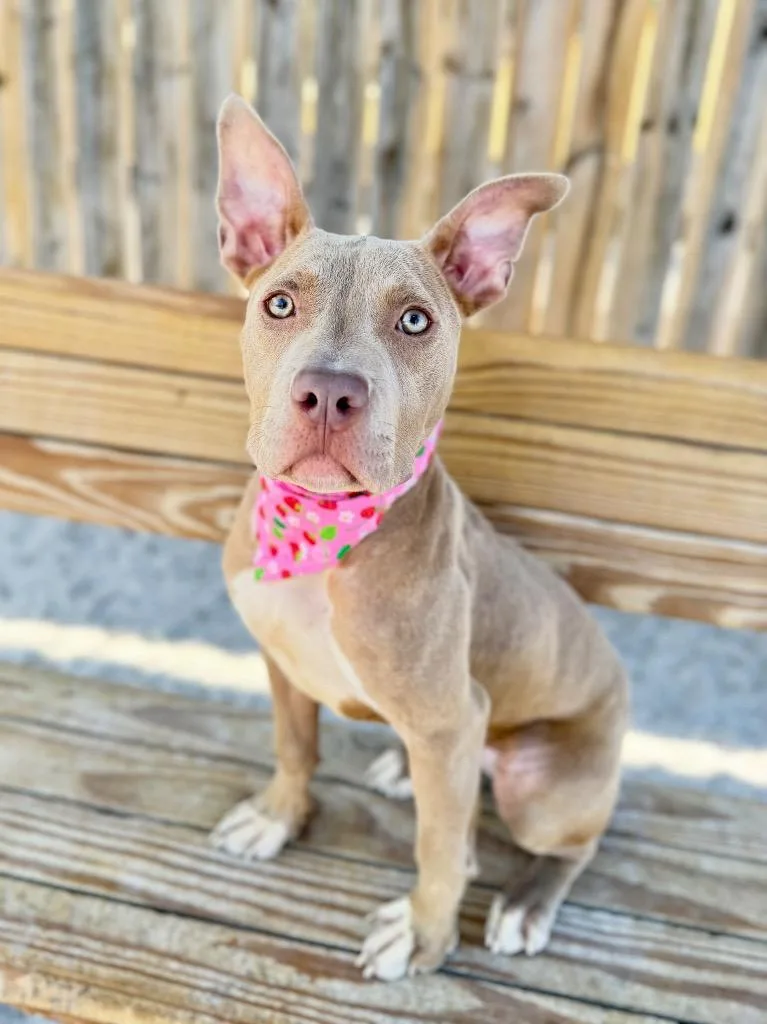 A baby medium-sized female Mixed Breed dog named C Love for adoption in Muskegon, MI