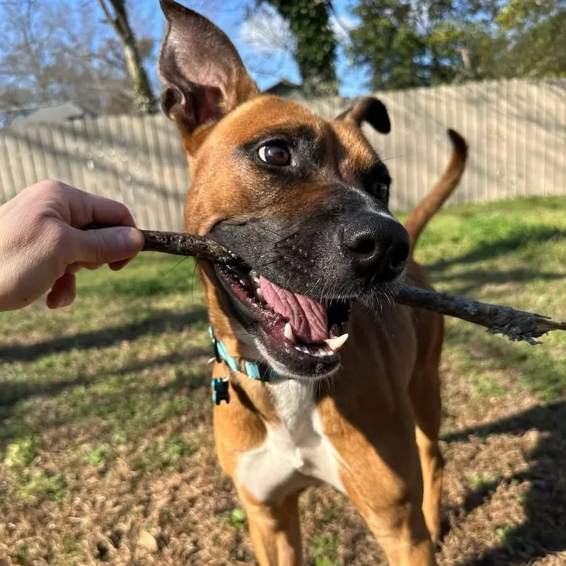 An adult medium-sized male Mountain Cur dog named Boom for adoption in Blacksburg, VA