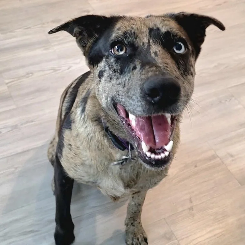 Scarlett thumbnail 2