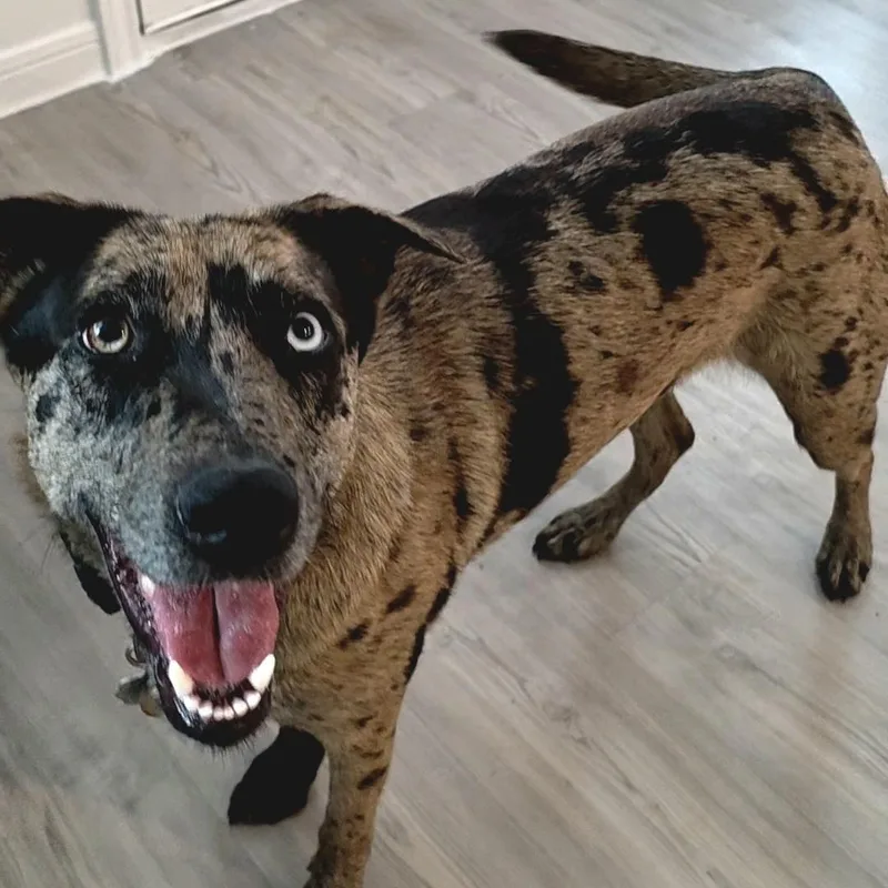 Scarlett thumbnail 3