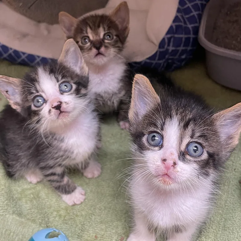 A baby small-sized male Domestic Short Hair cat named Stitch for adoption in Corpus Christi, TX