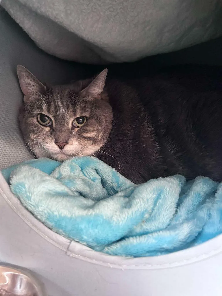 A senior large-sized female Domestic Medium Hair cat named Waffles for adoption in Sebastian, FL