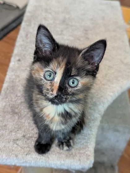A baby small-sized female Domestic Short Hair cat named Friskie for adoption in Port Republic, MD