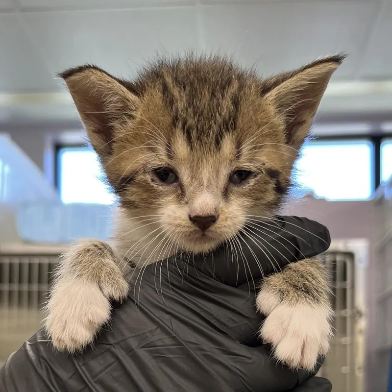 A baby small-sized female Gray / Blue / Silver Domestic Short Hair cat named Zooble for adoption in West Palm Beach, FL