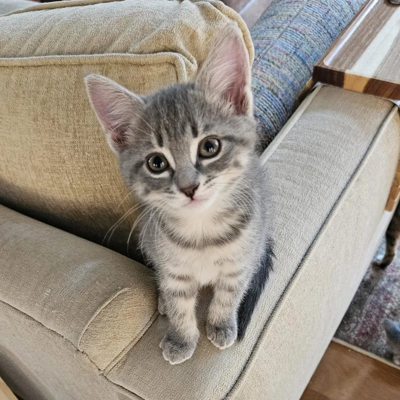 A baby small-sized female Gray / Blue / Silver Domestic Short Hair cat named Keiko for adoption in Traverse City, MI