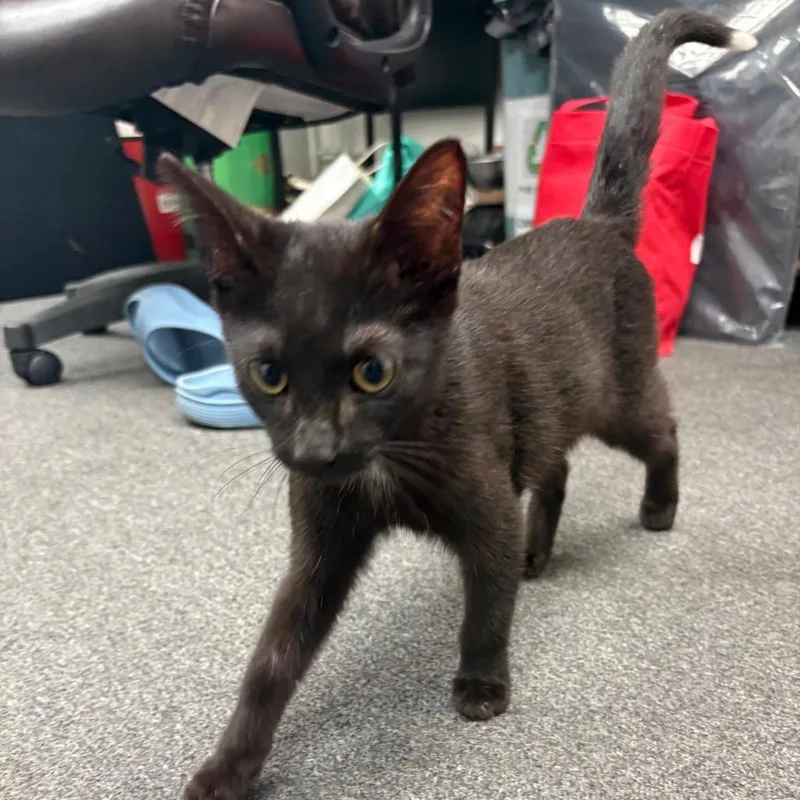 A baby medium-sized male American Shorthair cat named Ghost Rider for adoption in Greenfield, IN