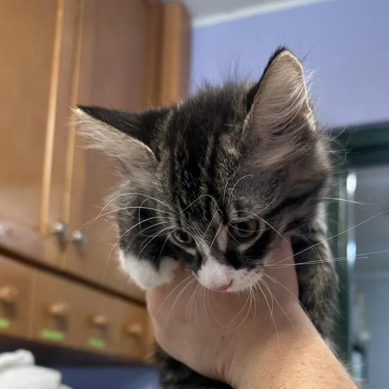 A baby small-sized female Black Domestic Short Hair cat named Ivy for adoption in Newport, TN