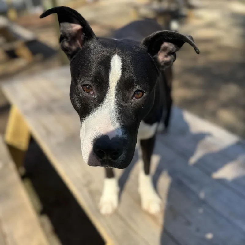 A young medium-sized male Black Mixed Breed dog named Jumper for adoption in Charleston, WV