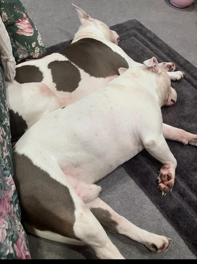 Truck & Tankbonded Pair thumbnail 2