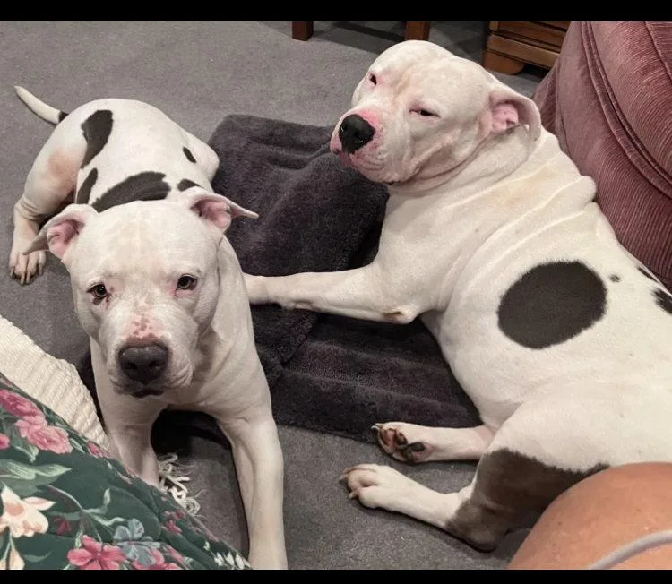 Truck & Tankbonded Pair thumbnail 3