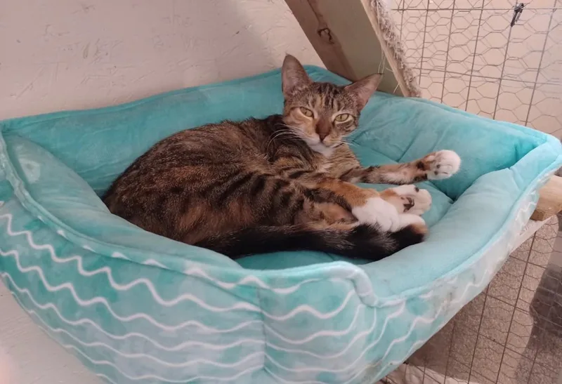 An adult medium-sized female Tabby (Brown / Chocolate) Domestic Short Hair cat named Annie for adoption in Walworth, WI