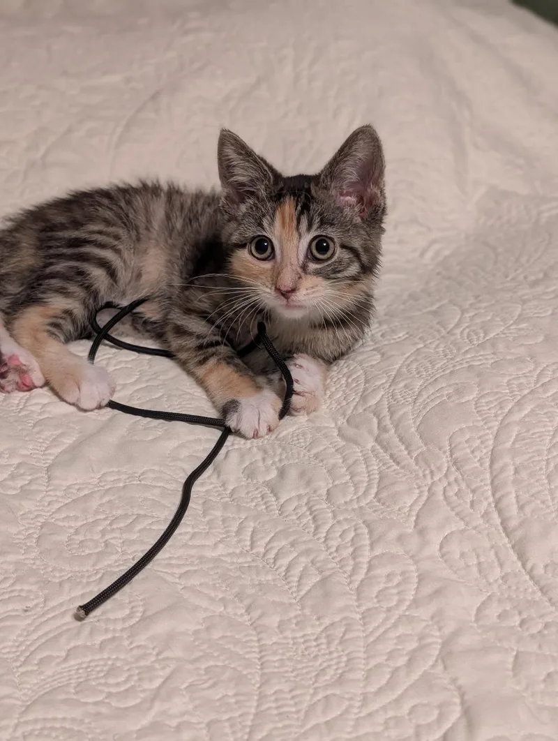 A baby medium-sized female Tortoiseshell cat named Anise for adoption in Howell, MI