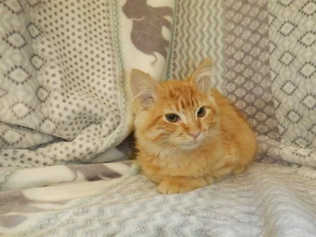 A baby small-sized male Domestic Medium Hair cat named A for adoption in San Jose, CA