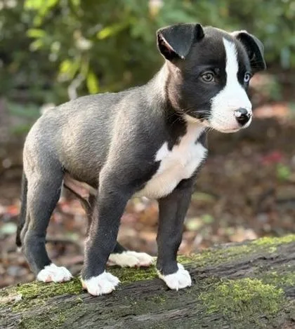 A baby medium-sized male Terrier dog named Astro for adoption in Malvern, PA