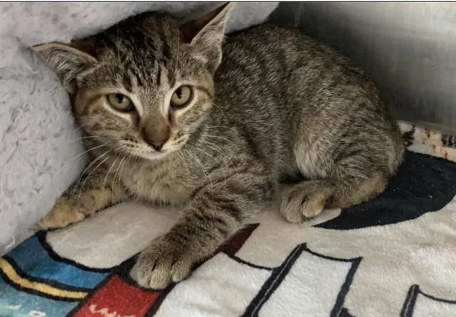 A baby small-sized female Domestic Short Hair cat named Peregrine for adoption in Tustin, CA