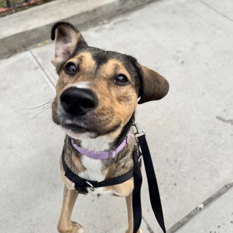 Theodore thumbnail 2