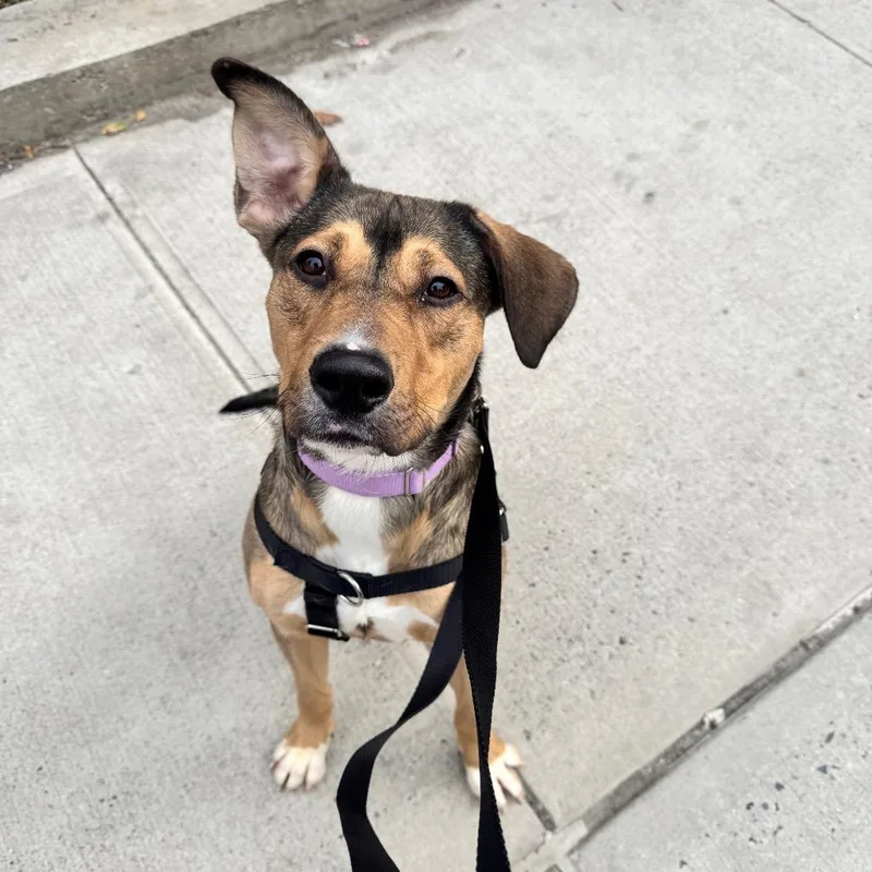 Theodore thumbnail 3