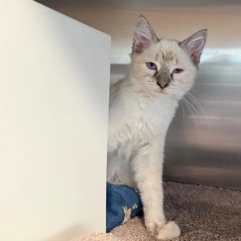 A young small-sized female Domestic Medium Hair cat named Ruby is at Petsmart for adoption in Cedaredge, CO