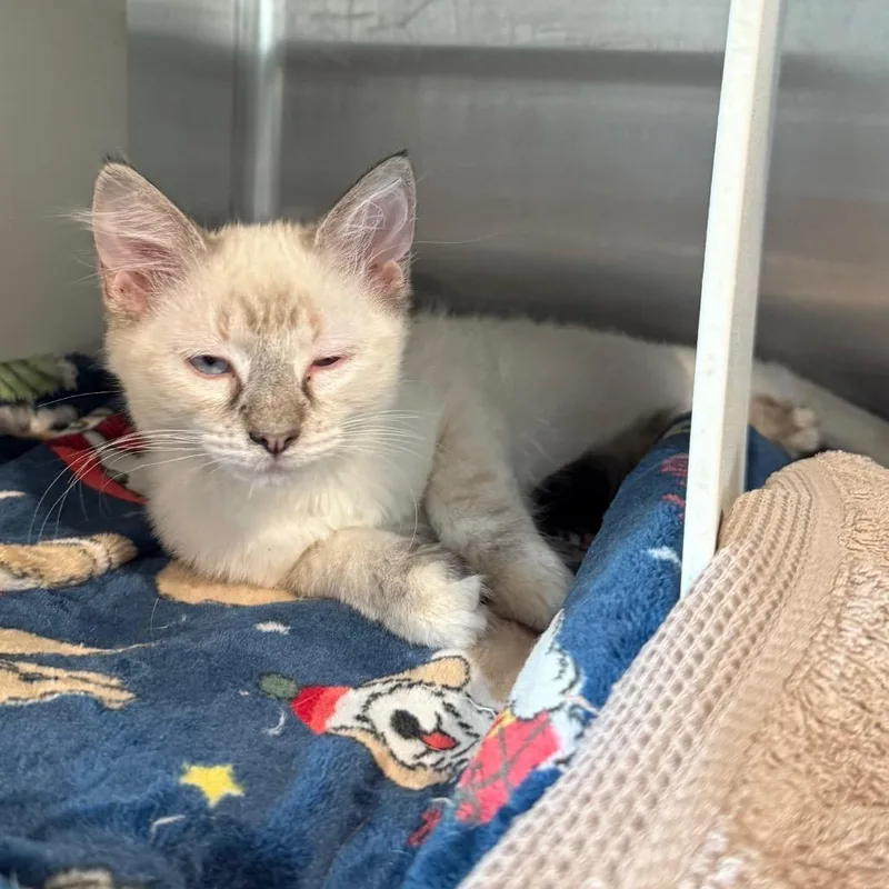 Ruby is at Petsmart thumbnail 2