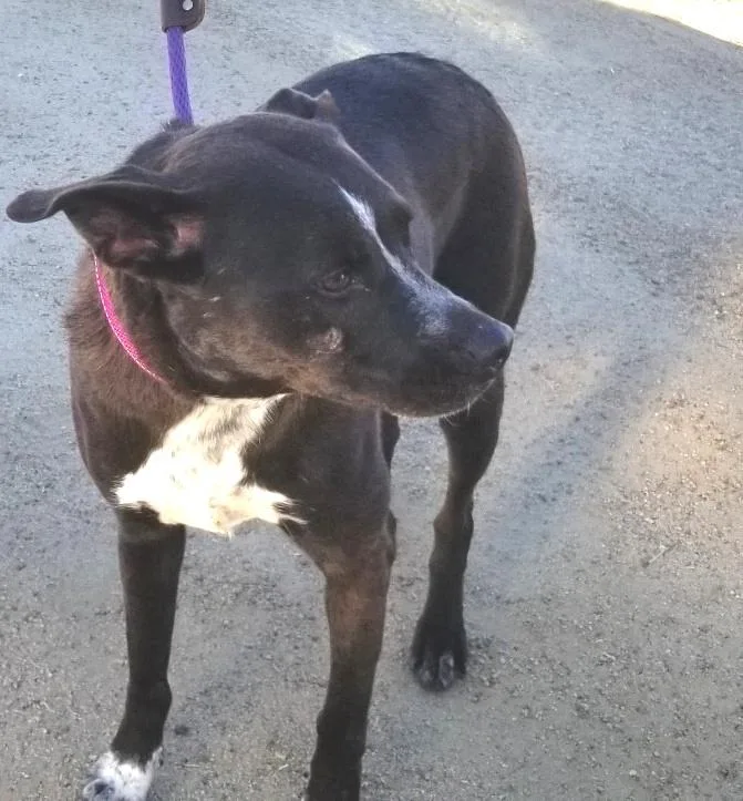 An adult medium-sized female Brown / Chocolate Australian Cattle Dog / Blue Heeler dog named Macy for adoption in Ventura, CA
