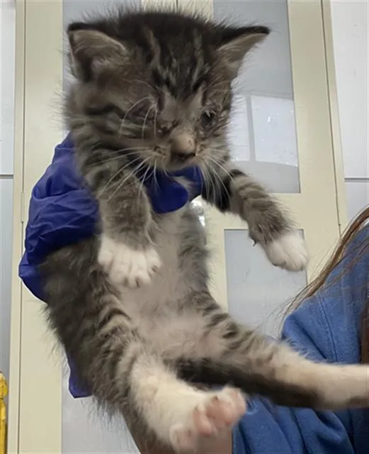 A baby medium-sized female Domestic Short Hair cat named Elli for adoption in Dallas, TX