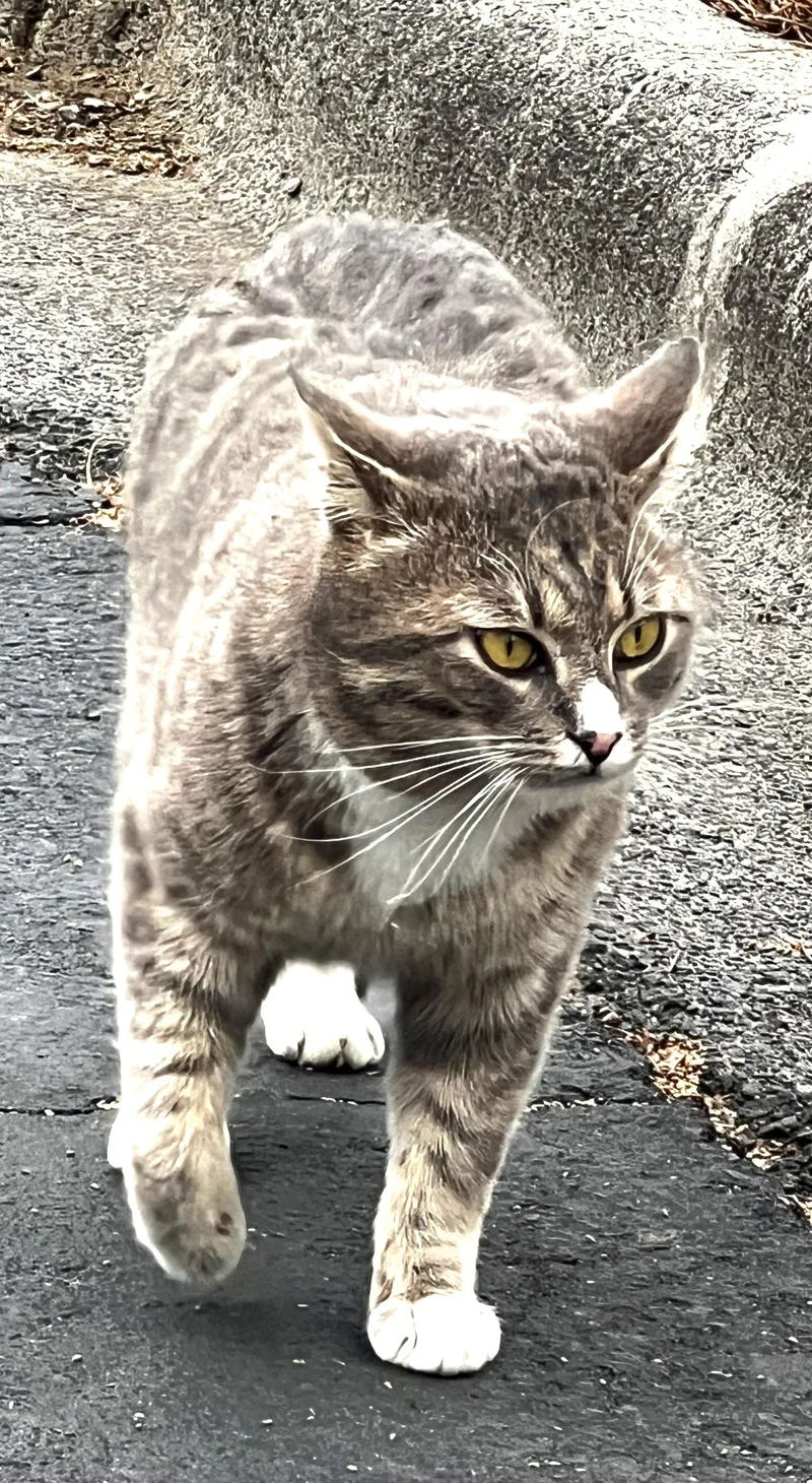 Big Papa thumbnail 2