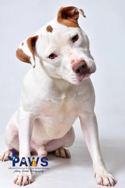 A young medium-sized male Pit Bull Terrier dog named Roman for adoption in Harvey, LA