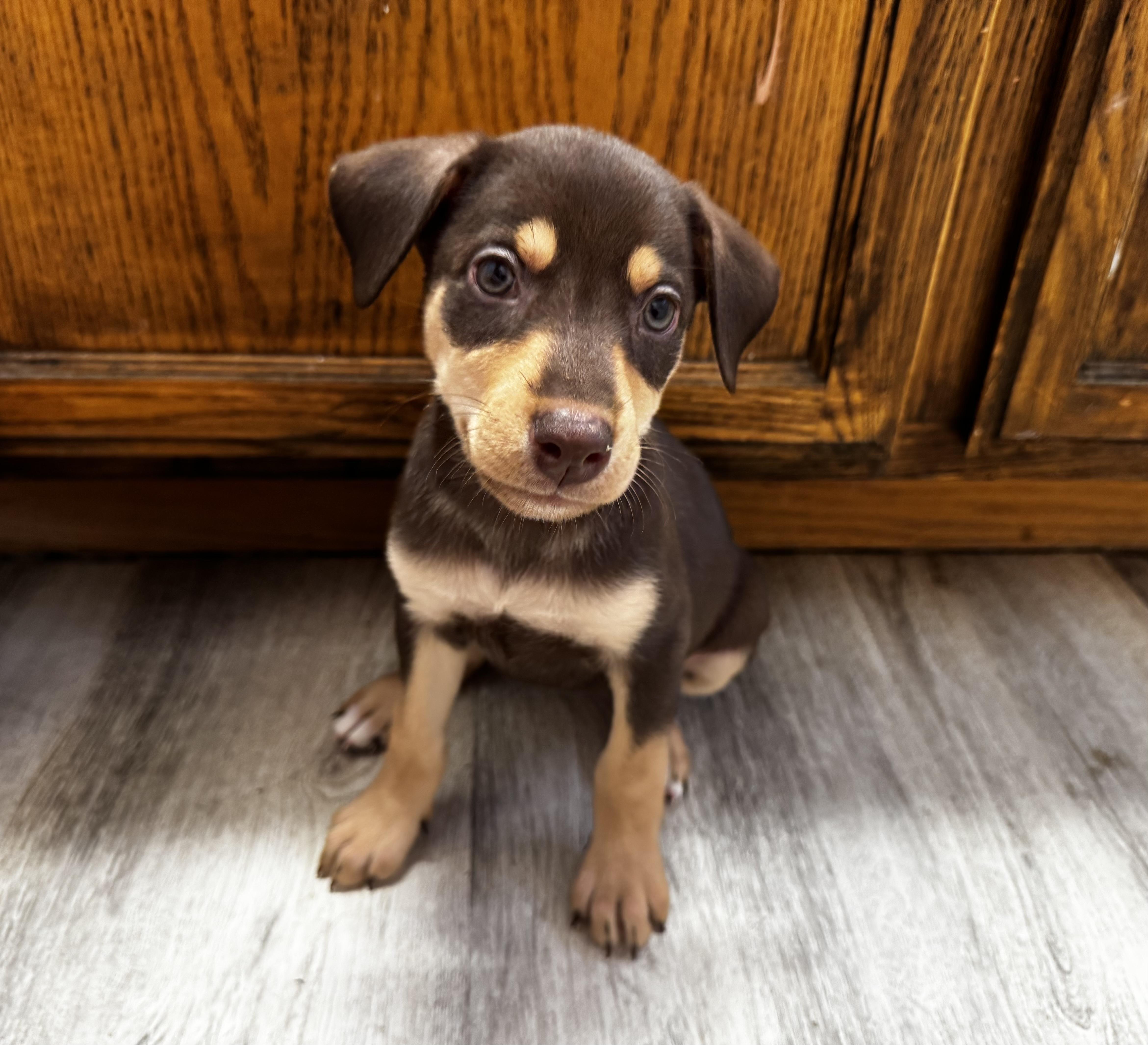 A baby large-sized female Brown / Chocolate Chocolate Labrador Retriever dog named Pony for adoption in Van Nuys, CA
